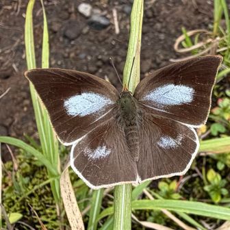 なんか渋い珍しい🦋 ウラギンシジミらしい🤔