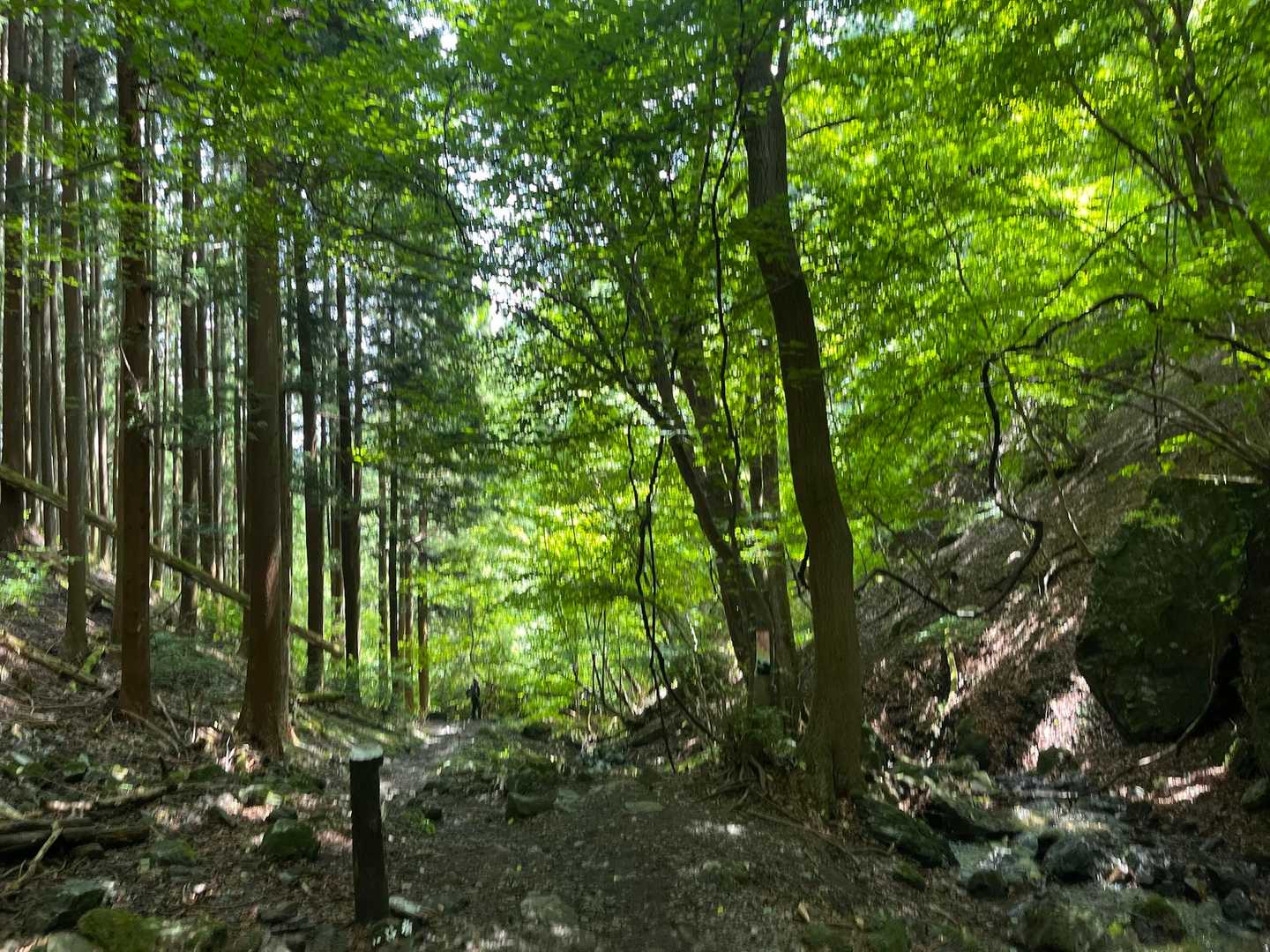 下りも森林浴しながら