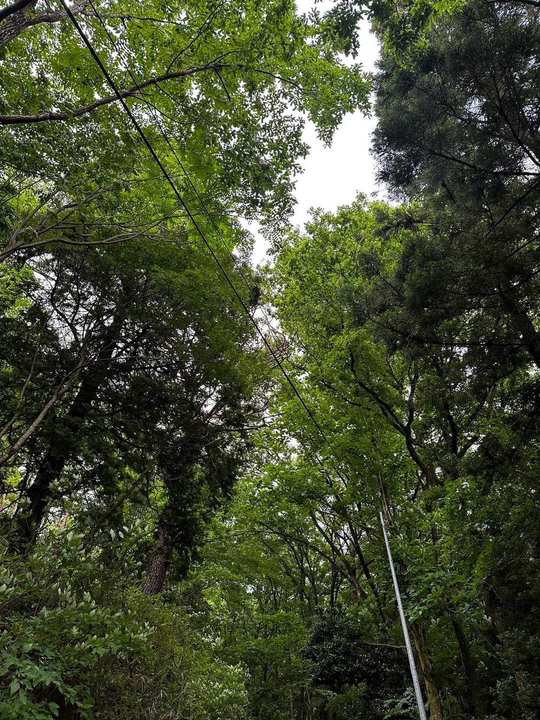 風で揺れてる〜
分かんないか笑