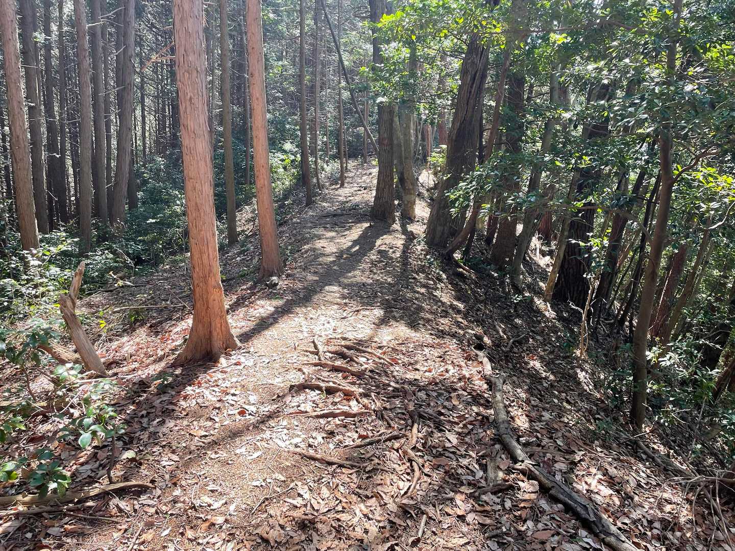 登るよりは下りが多く、やけに標高を下げていくイメージ。