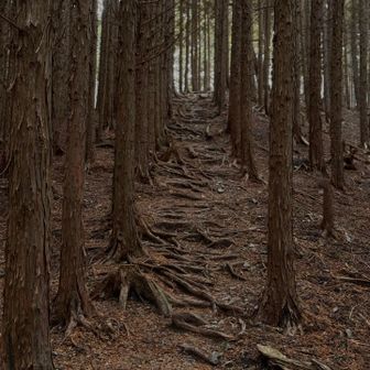 同じような景色が続きますが、好きな感じの道。