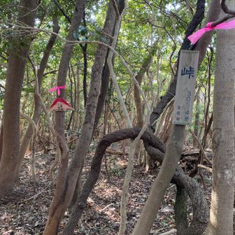 この先もYAMAPの赤線を辿って進みましたが、途中でルートを見つけきれなくなり、林道出合いまで戻って、林道から下山しました。