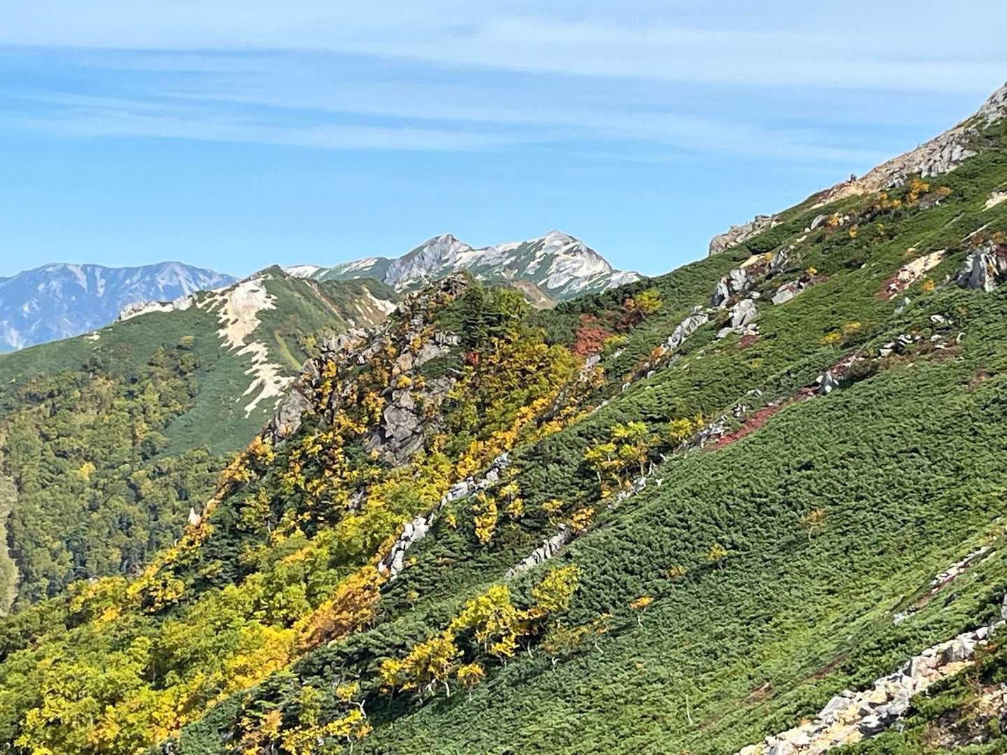 振り返って　紅葉🍁と燕🤍