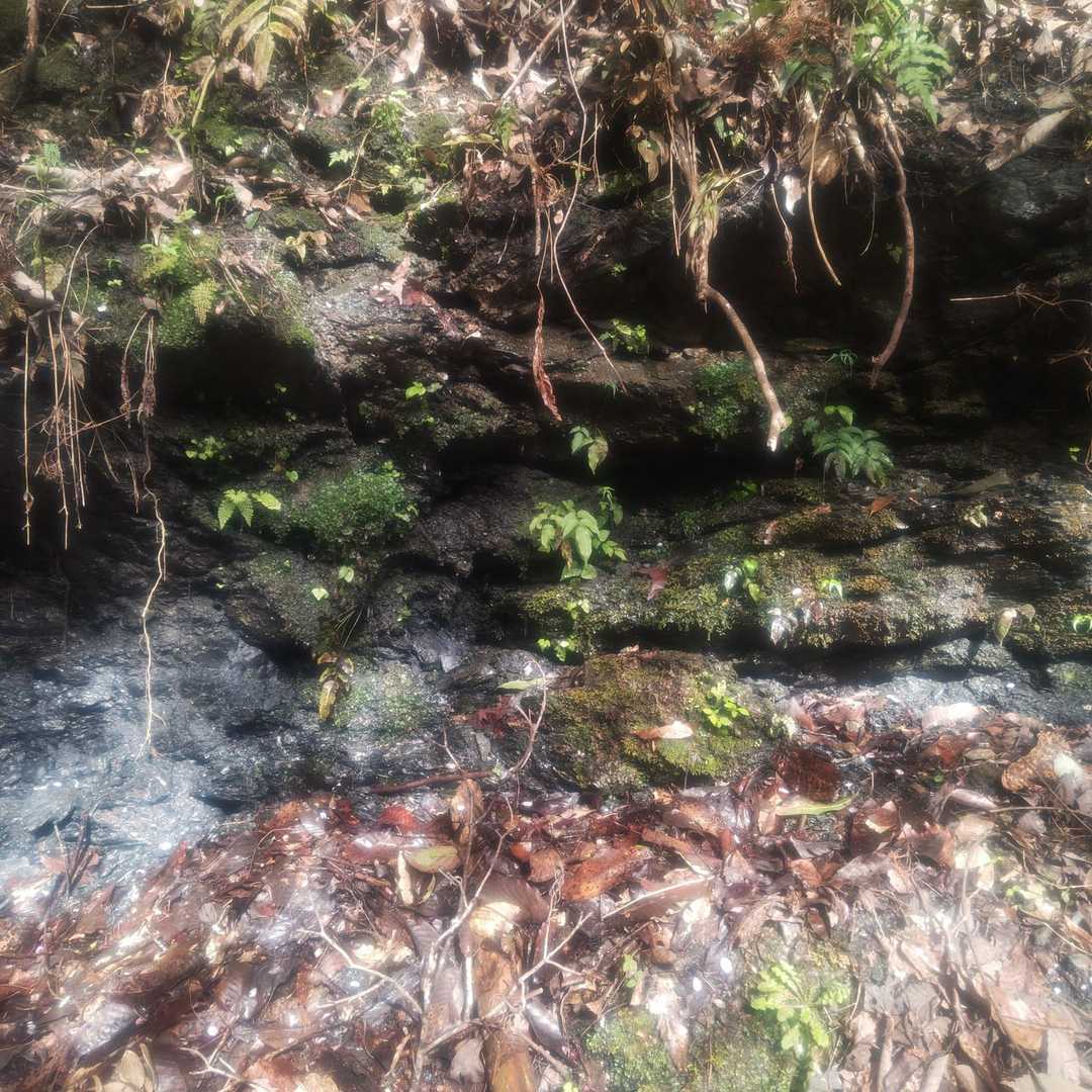沢の水に癒されます。
