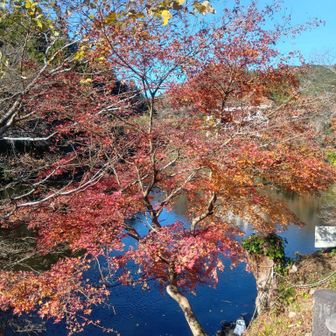 綺麗に紅葉していました。