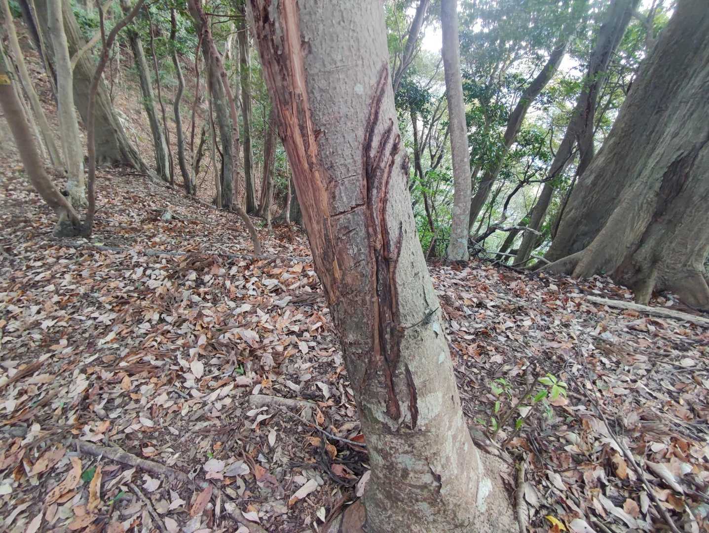 熊の爪痕っぽくて怖いじゃん。。。