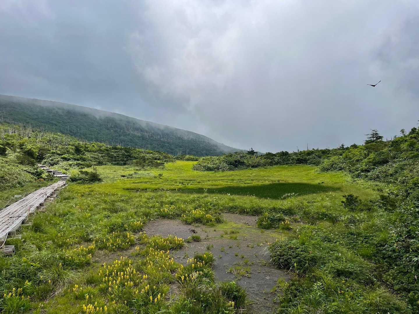 刈田峠-前山-杉ヶ峰-芝草平 往復コースの写真