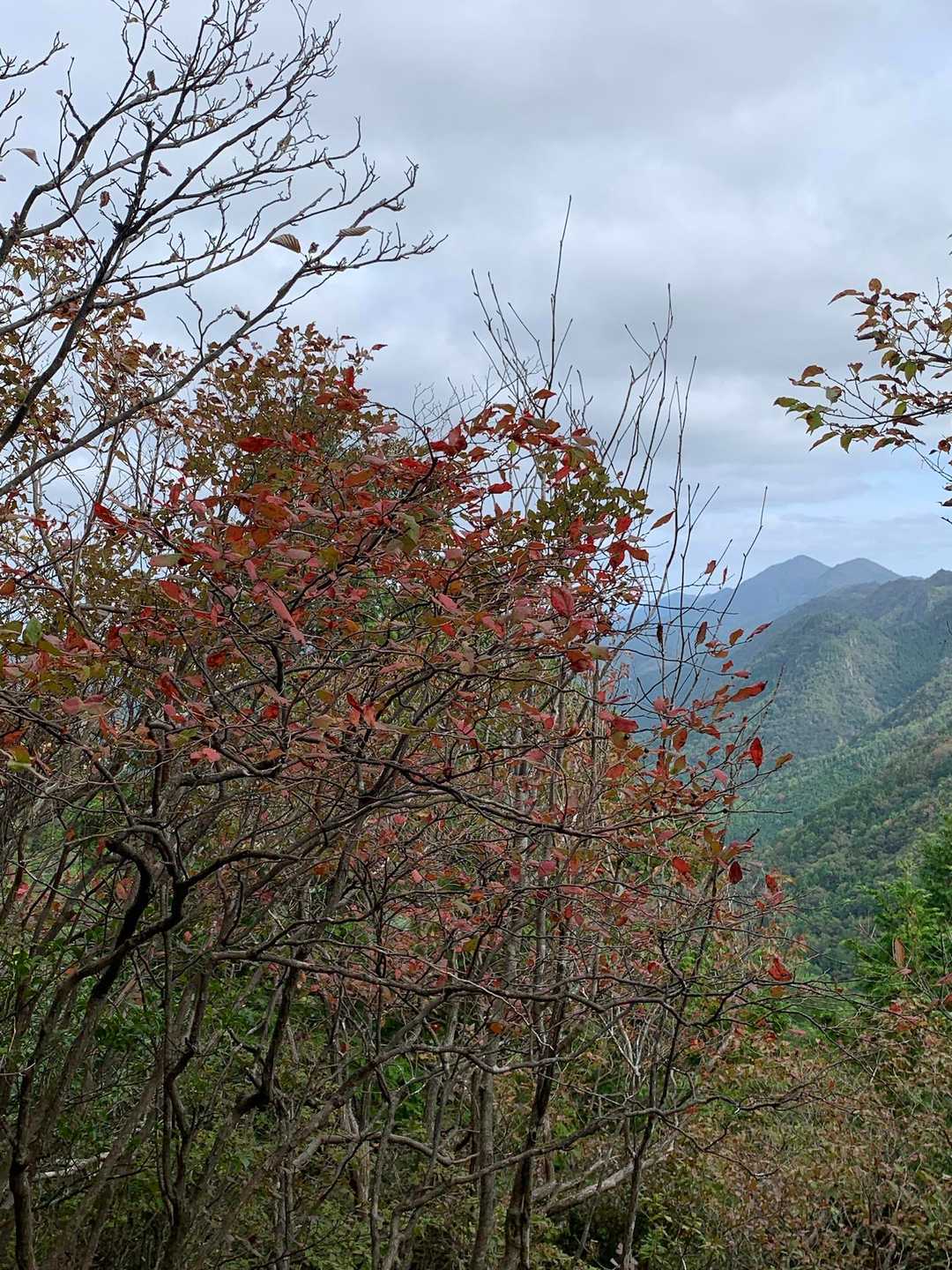 三尾山 往復コースの写真
