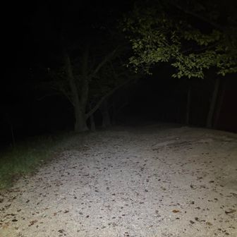樹林帯を駆け下りる。