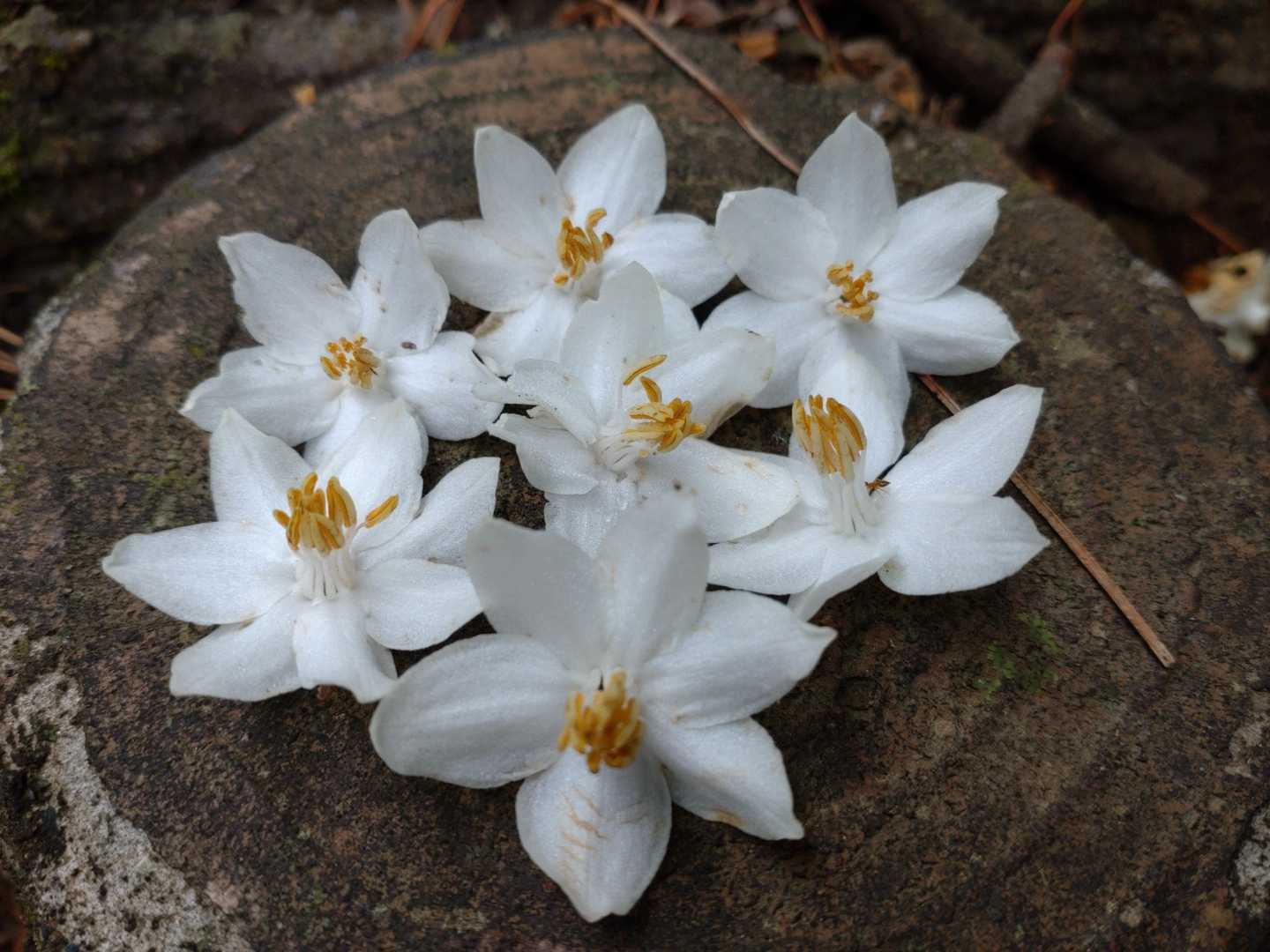 ❀で楽しむ💞