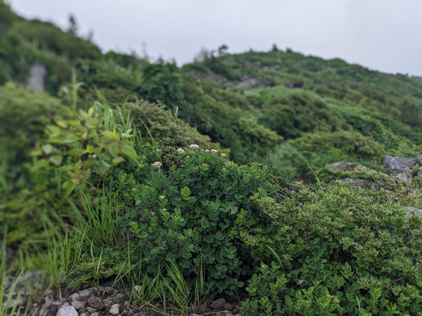 翁島登山口-磐梯山 往復コースの写真