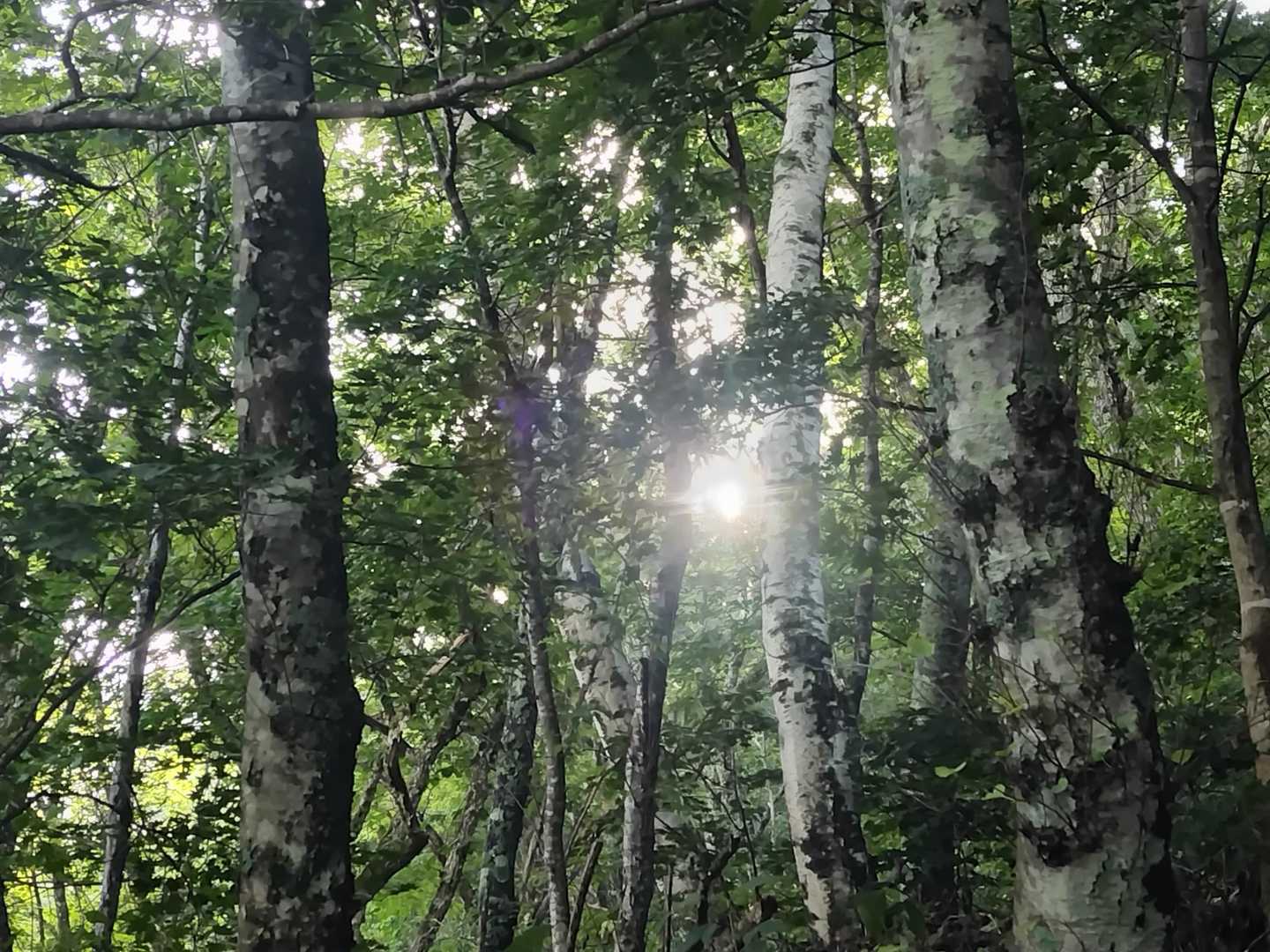 日が登り霧の中の森にわずかですが光が差し始めました