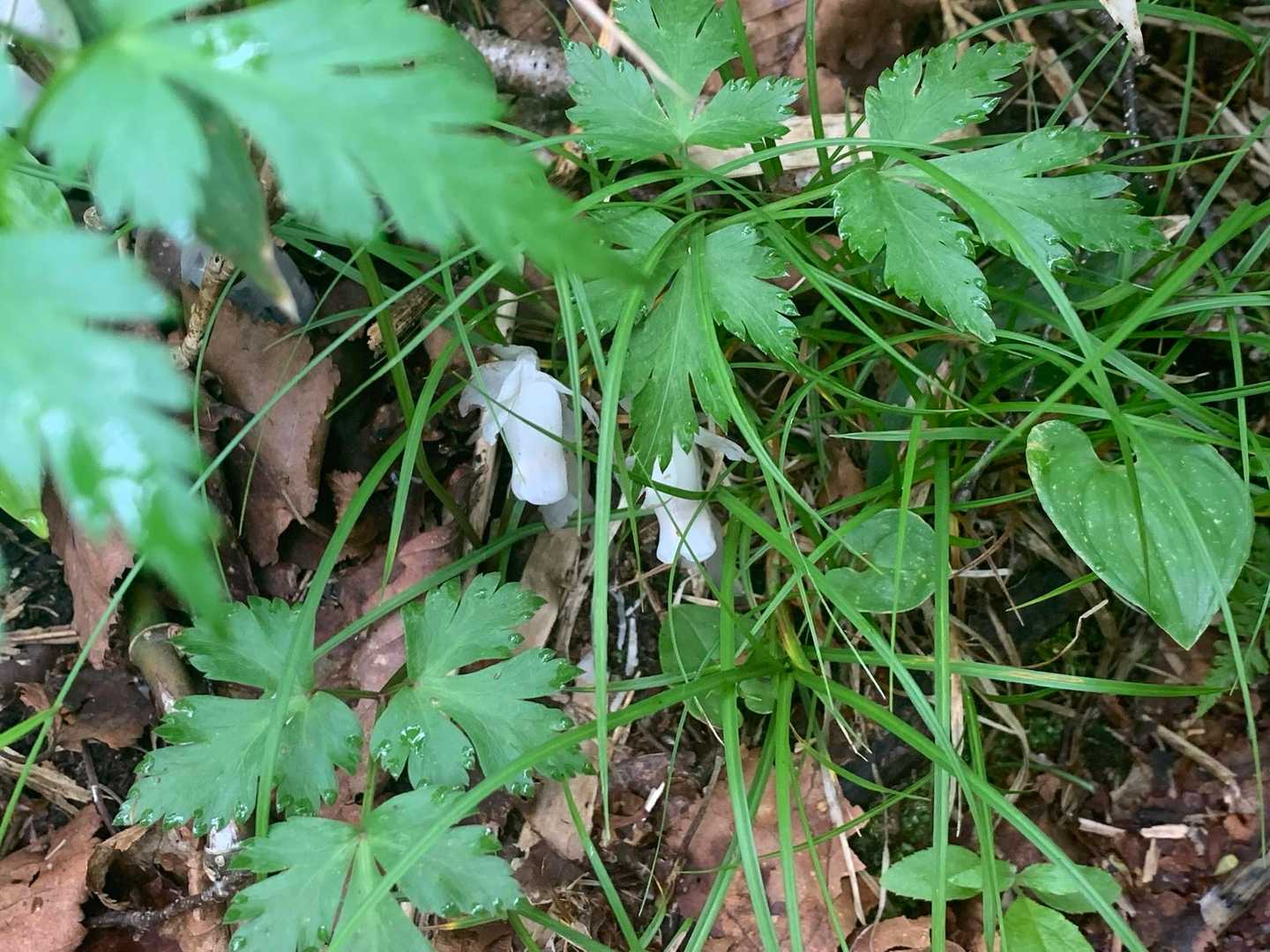 銀ちゃん。
先日鍋倉山でお初でしたが、どこの山でもあるのかな🤔