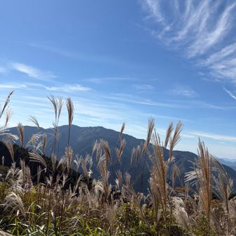 ススキ🌾と金剛山