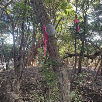 グレーピーク、象の背