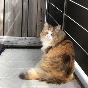 かんいち