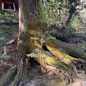 大蛇が🐍寝そべって見えるようで、何とも縁起がいい