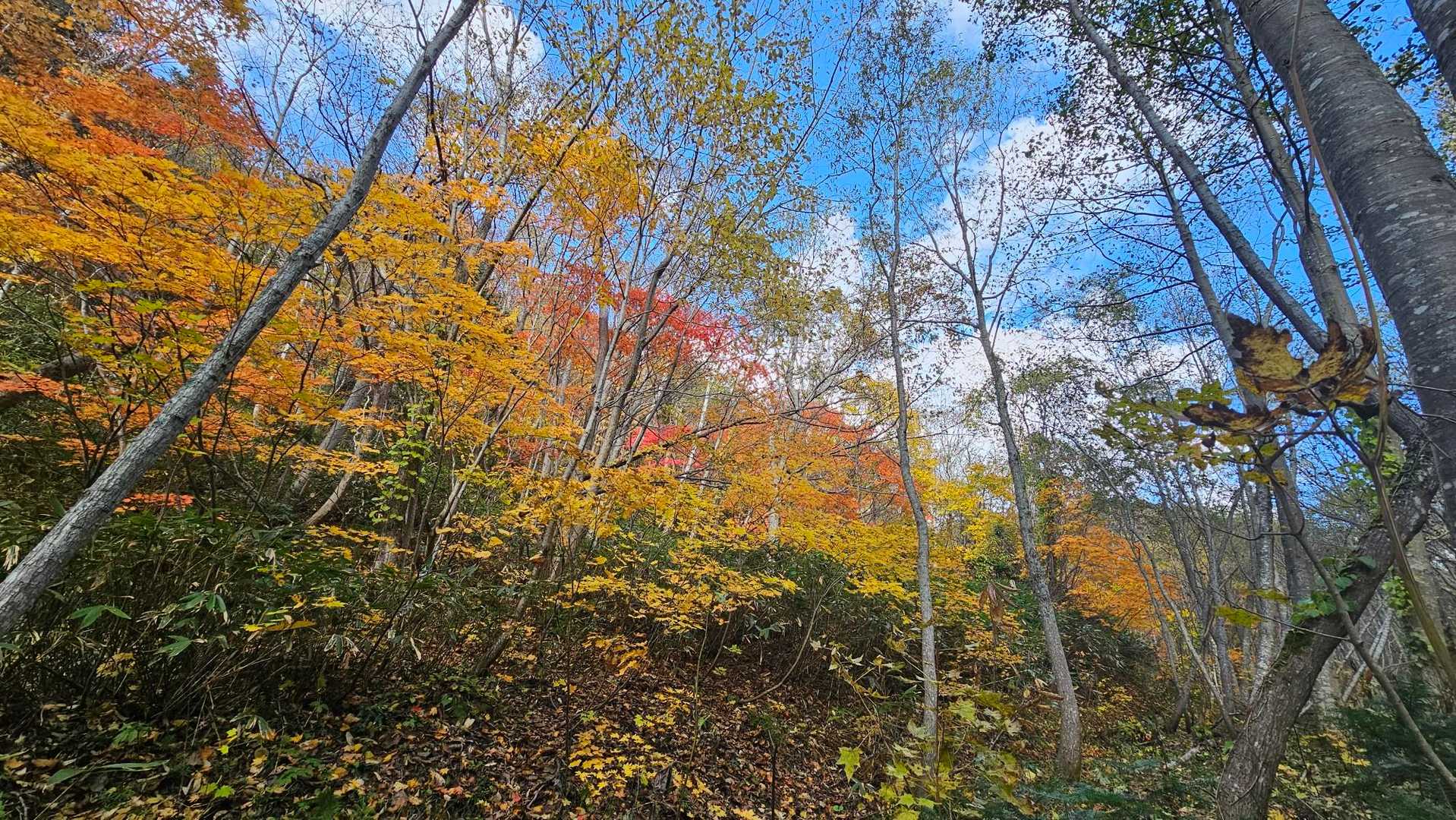 神威岳 往復コースの写真