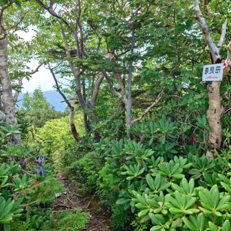 奈良田方面に向かいます