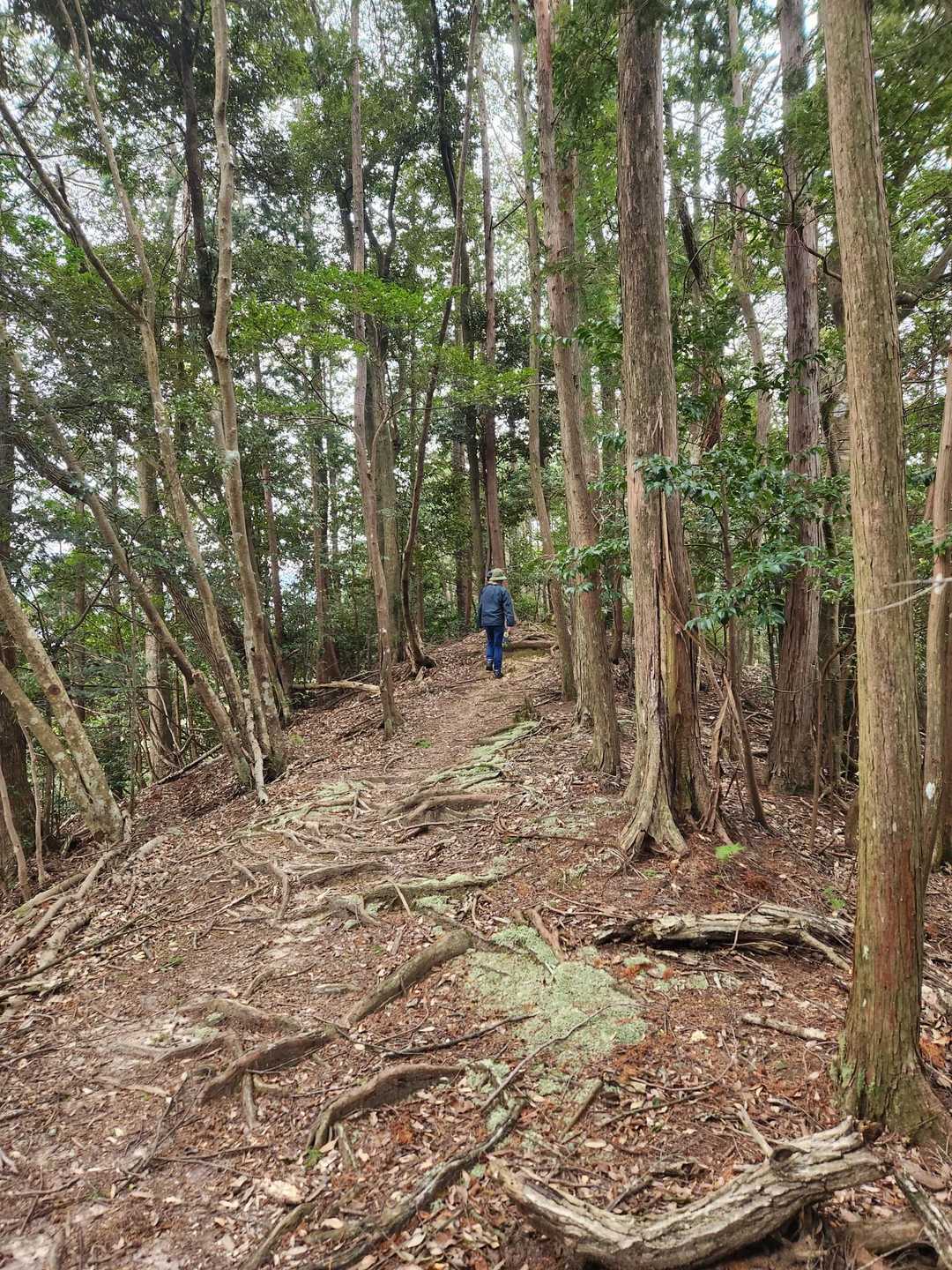 気持ちのいい登山道～
子供ら走ってる～🏃‍♀️💨💨