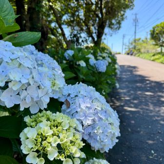 山頂の駐車場も満車で、たくさんの人があじさいを楽しんでいました