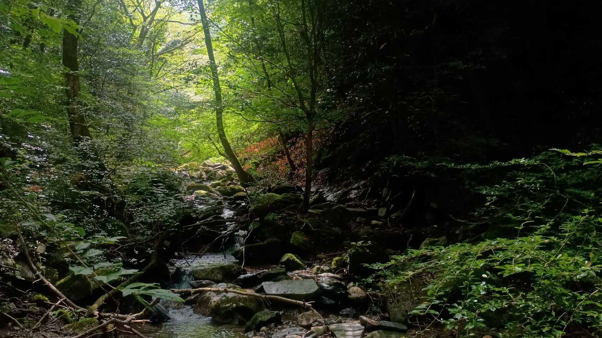 水無登山口-井原山 往復コースの写真