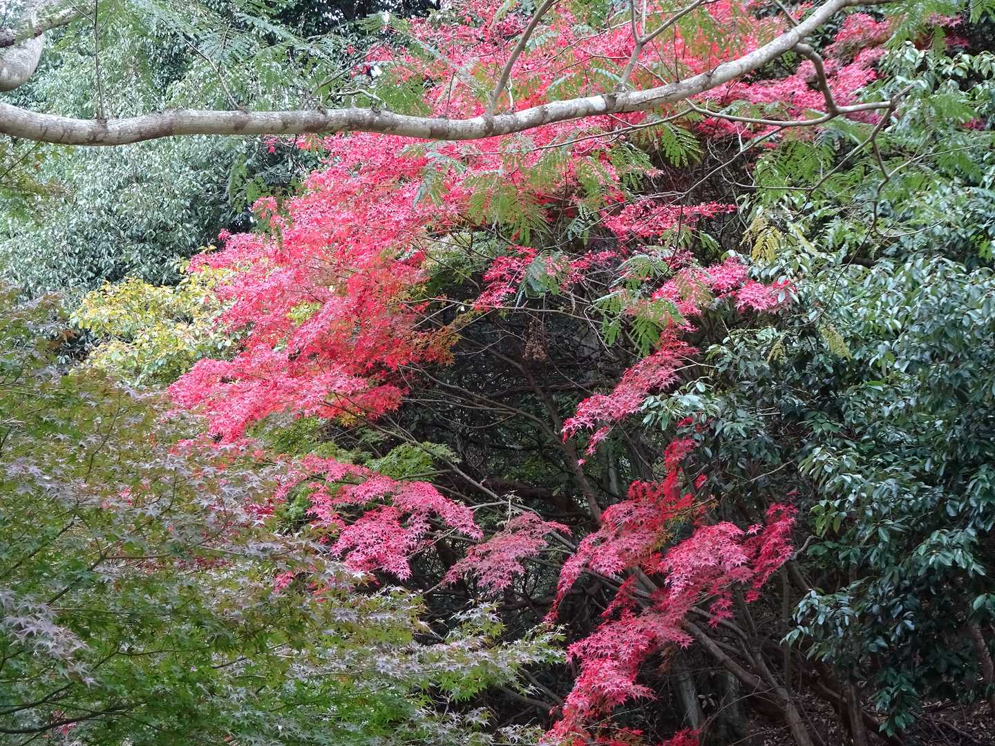 この赤も綺麗