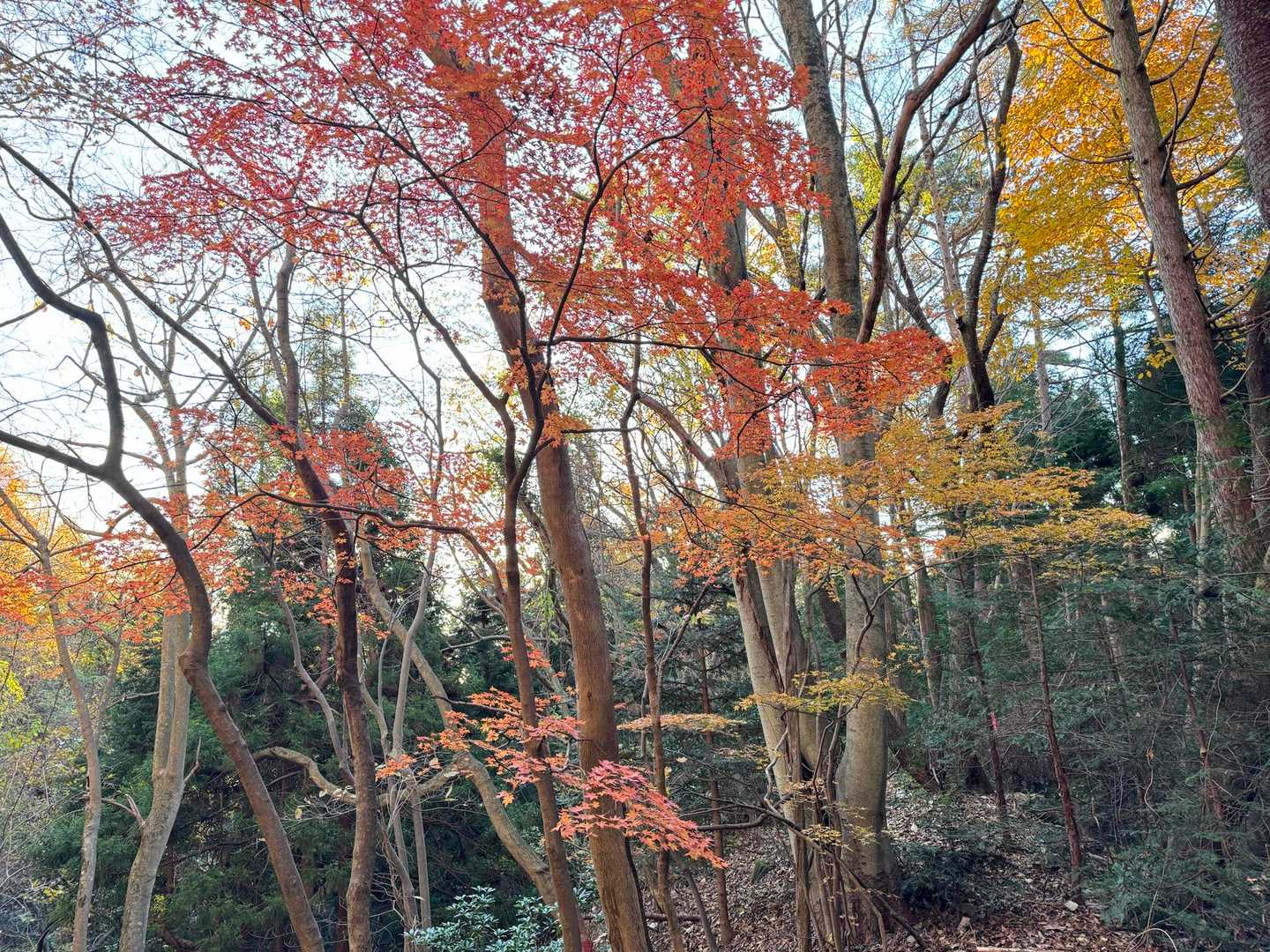 紅葉あと少し残る
