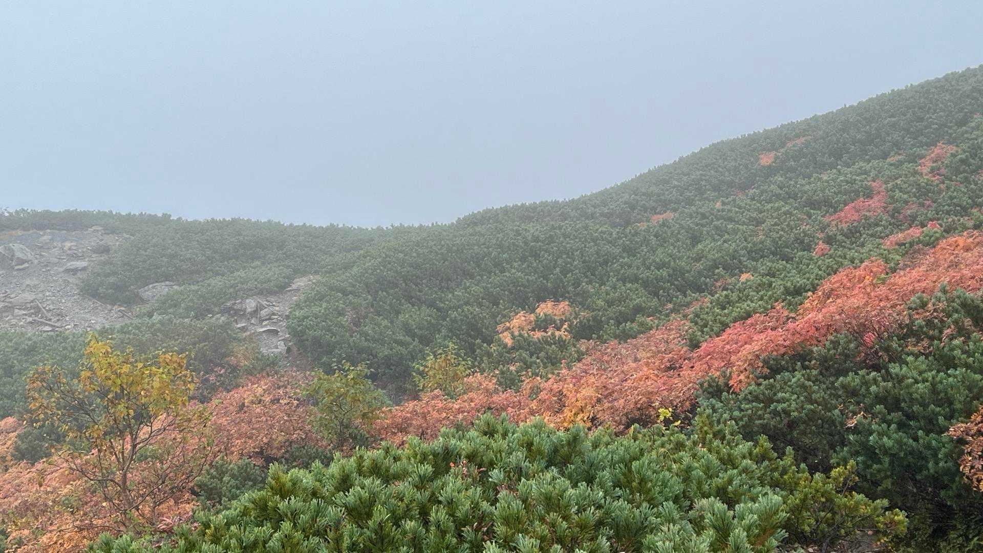 北沢峠-小仙丈ヶ岳 往復コースの写真