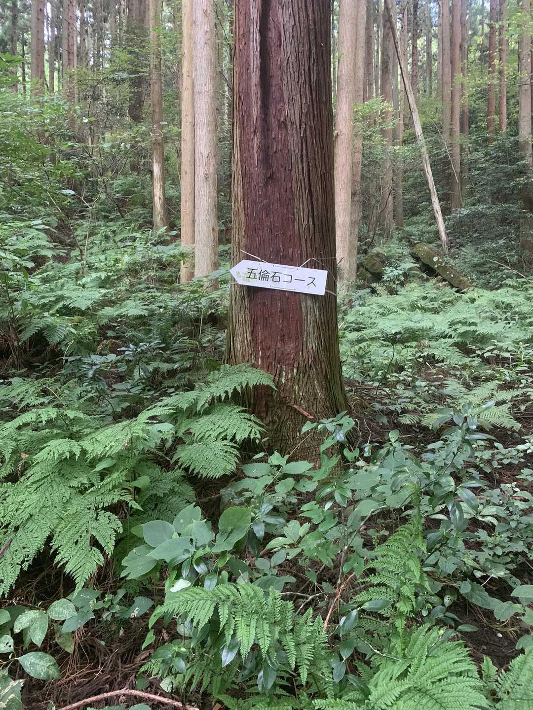角田山（五りん石登山口）<五りん石コース>の写真
