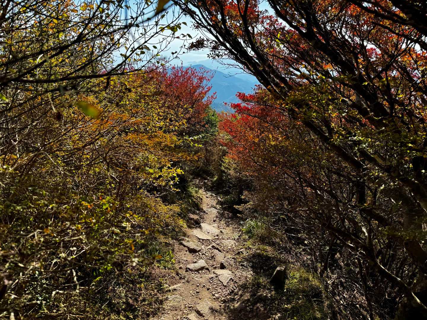 大混雑の妙見駅を過ぎ登山道を降る🥾
たまに登山装備ではない方もチラホラ😮費用節約ですかね👀降りも苦労されてました💦