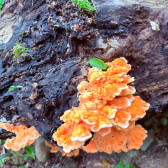 秋ですね🍄
樹々の紅葉🍁まであと少し🍁