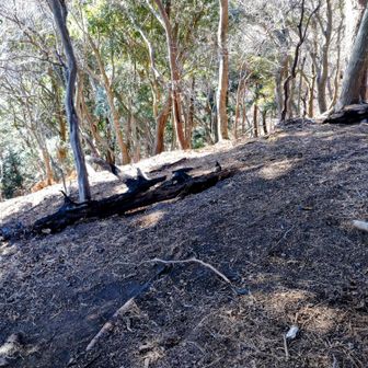 二ノ沢ノ頭山頂で山火事の痕跡を発見、微妙に焦げ臭い…🧯ニュースでの騒ぎの割に燃えたのはそんなにという印象🧐