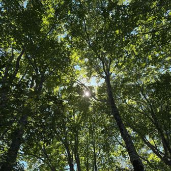 木漏れ日にも、秋の気配が…。
