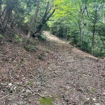ちょっとYAMAPルートを外したけど、エエ道に出た✨