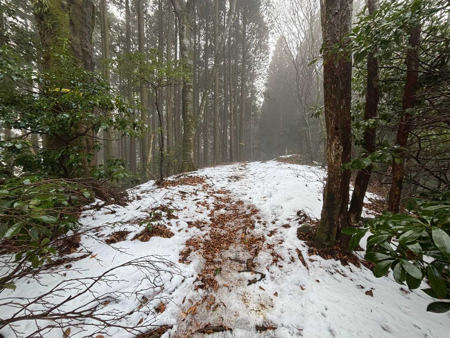 900mあたりから、雪❄️あり
霧🌫️も