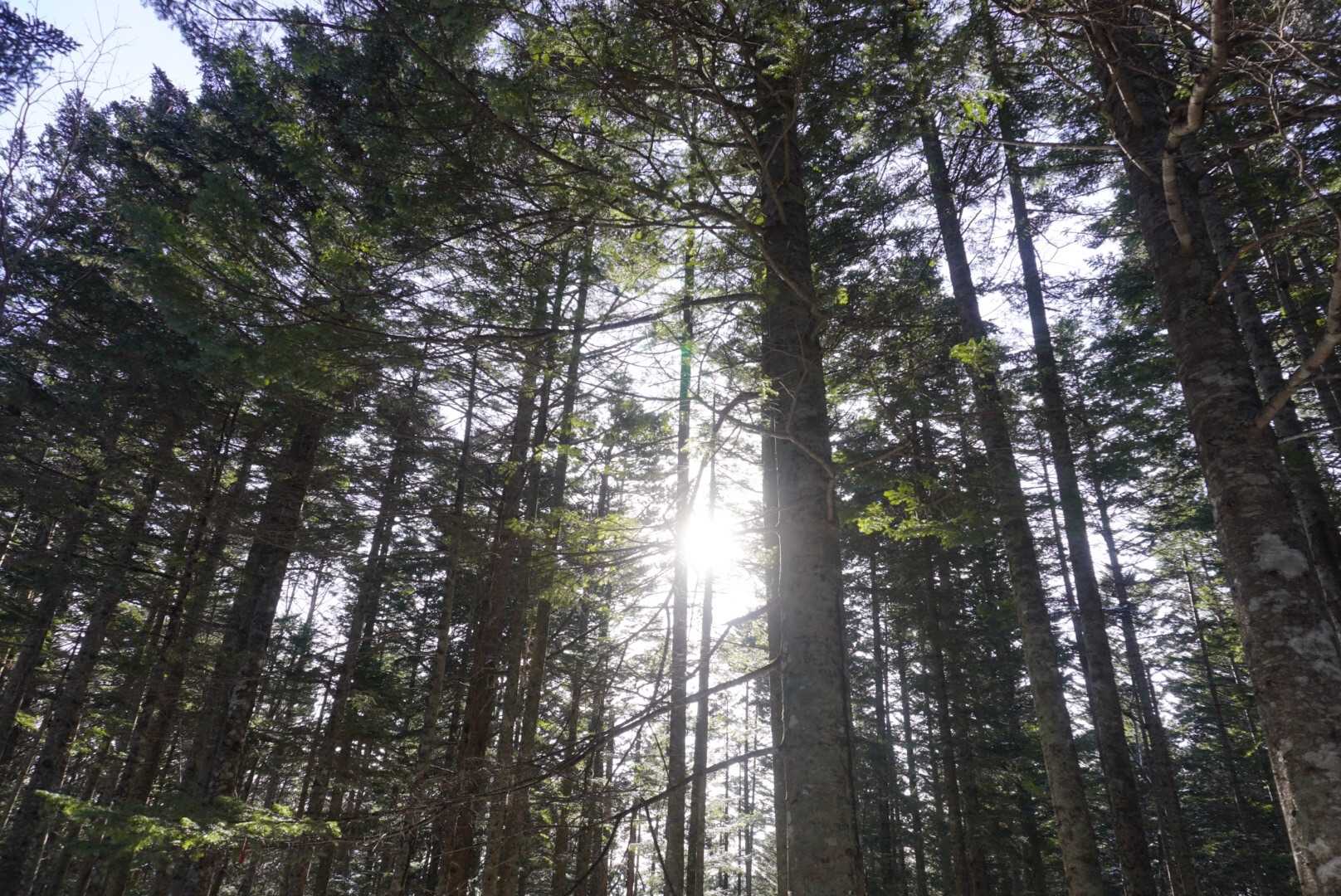 朝日が眩しい