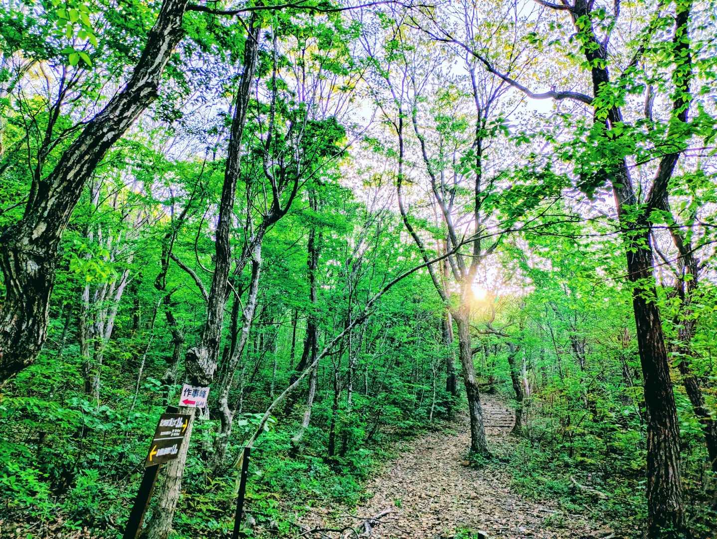 大倉岳-ほとけ峠 往復コースの写真
