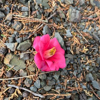 落花つばき
車で来る途中にはあんなに桜が咲いていたのに、山に入ったらほぼ杉とお茶の木ばかり
たまにつばきを見つけると嬉しいけれど、今日は桜が見たかった