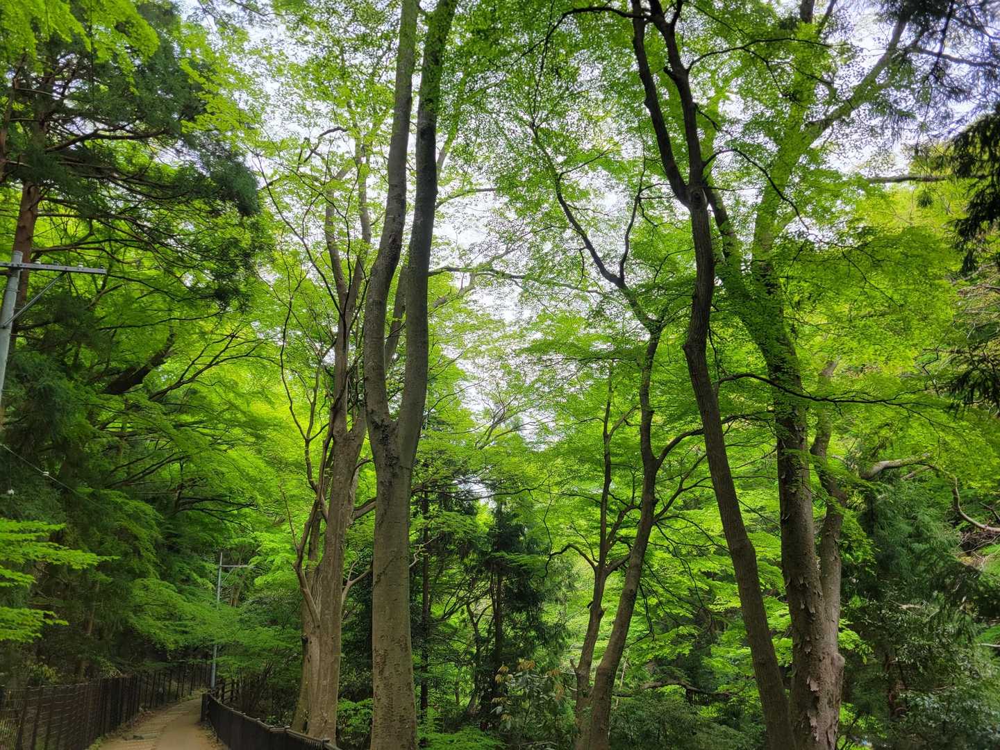 新緑の紅葉、綺麗です
秋には大勢の方がみえます