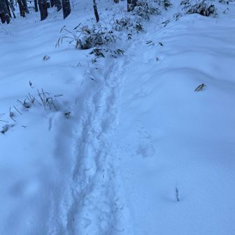 先行者のかたがたに感謝です🙏