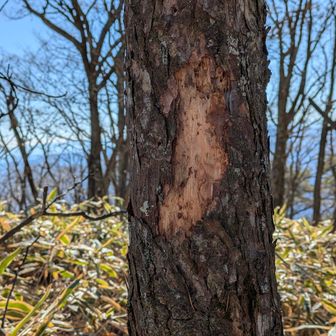 クマ剥ぎだね🫩
山頂の栗の実は全部空っぽだった。

初めてラジオをつけてみたんだけど、音楽はいいね♫でもニュースとかは…今じゃない感😂