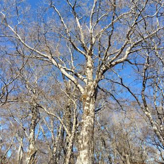 大丸手前にある美しい✨高木②🌲