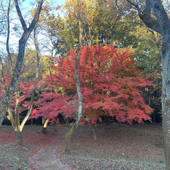 下山します
山頂眺望はないですが
紅葉🍁は綺麗でした✨