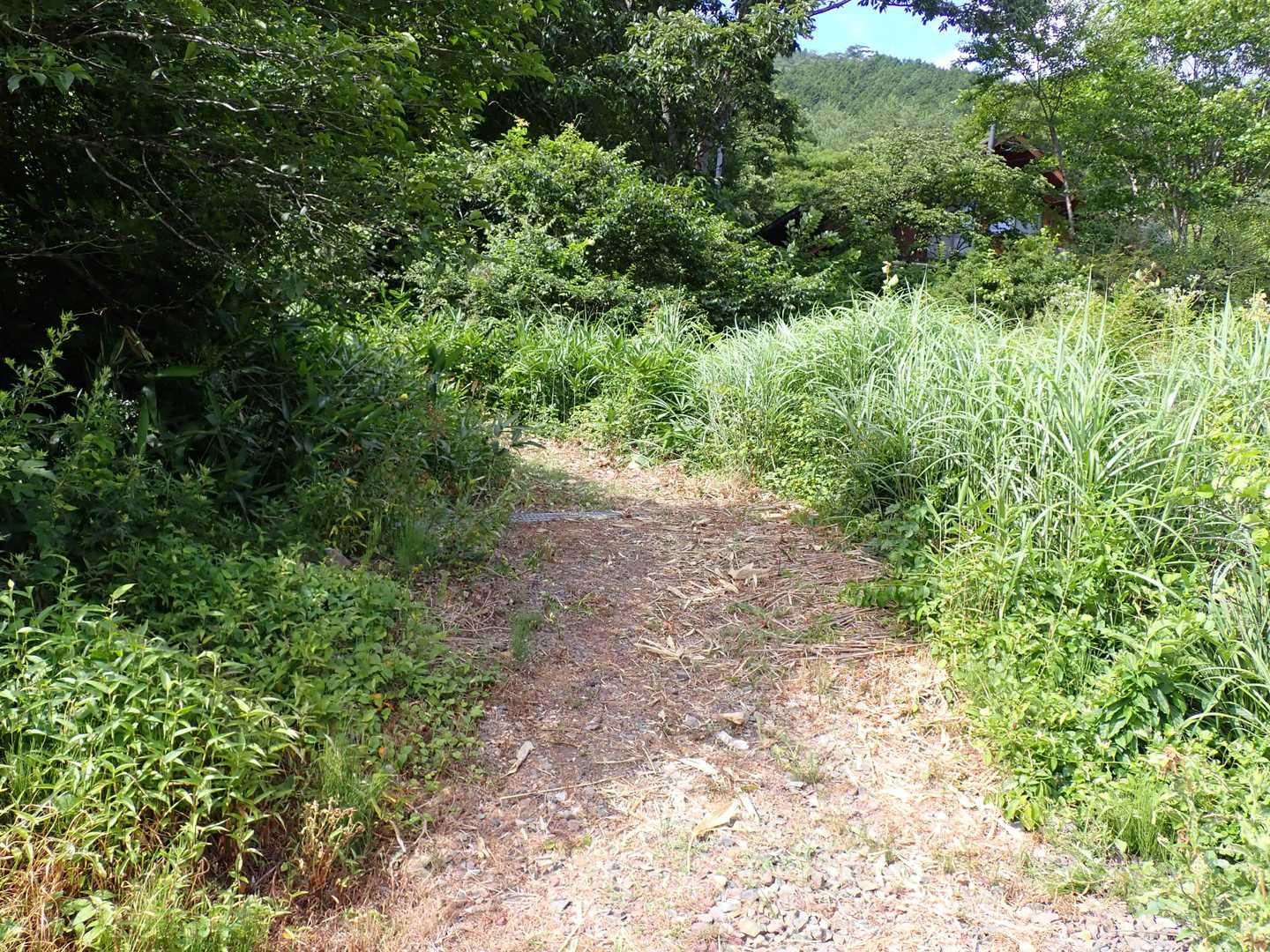 猫山登山口
草刈りしてあり分かりやすく歩きやすい。一方プリンセスへのアプローチも容易に、昔の薮もちょっと懐かしい。