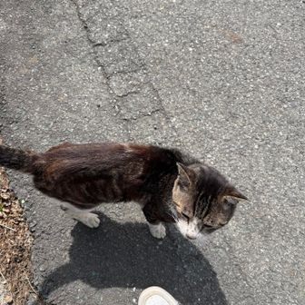 野良ニャですね