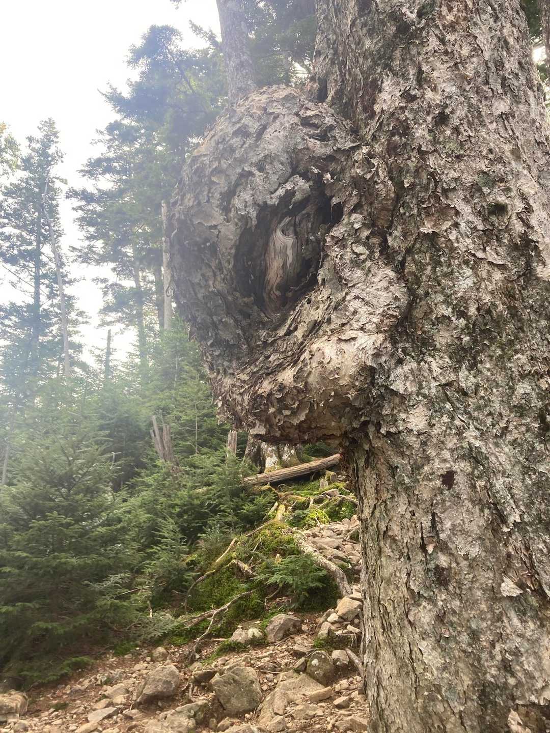 耳のある木、下山時に気が付きました。