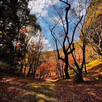 フカフカの紅葉絨毯