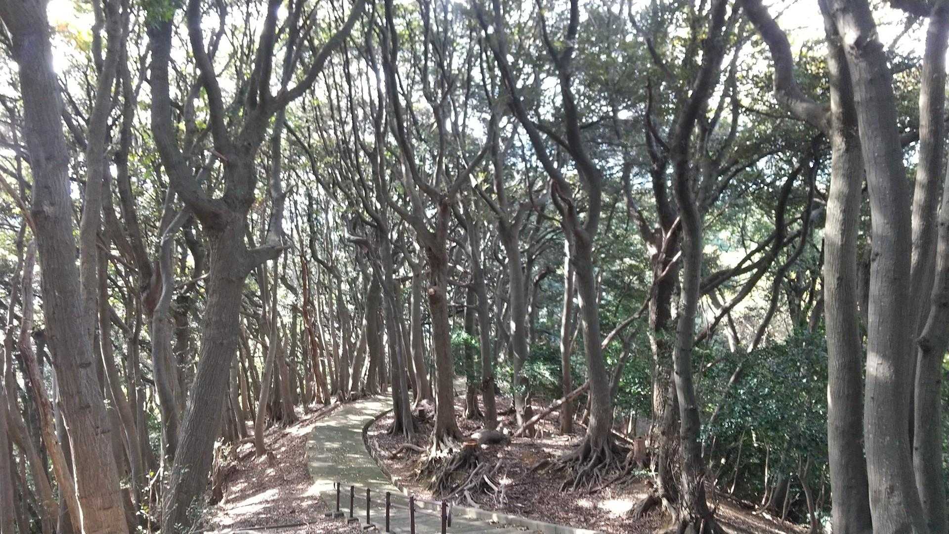 いきなり雰囲気変わり大木が