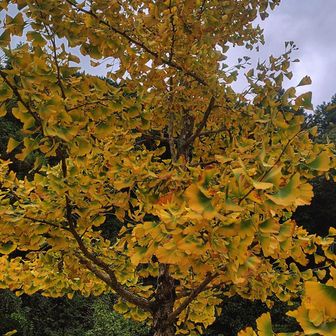 紅葉の始まり銀杏